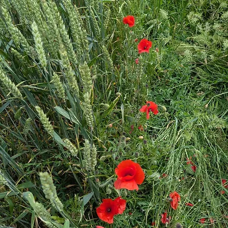 Coeur Et Nature Oda ve Kahvaltı Colembert