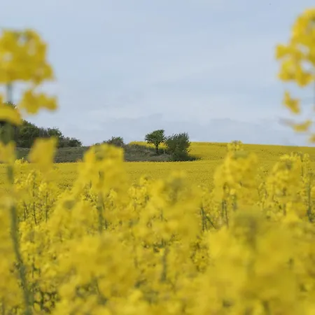 Oda ve Kahvaltı Coeur Et Nature Colembert