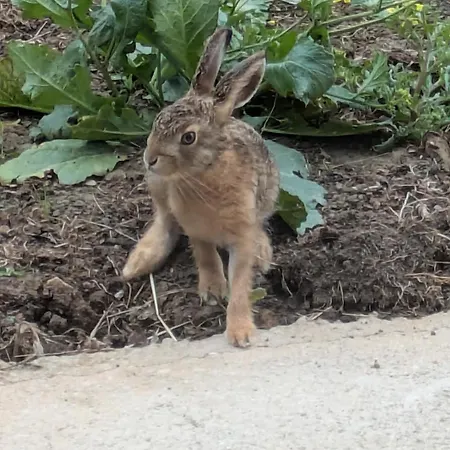 Coeur Et Nature Oda ve Kahvaltı Colembert